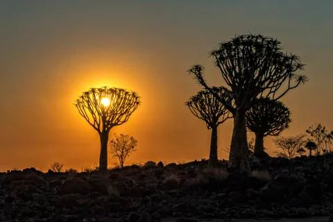 The Quivertree Forest Stockfoto's