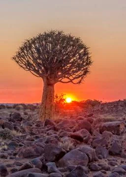 The Quivertree Forest Stock Photos