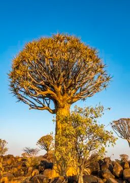 The Quivertree Forest Stock Photos