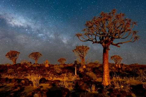 The Quivertree Forest Stock Photos