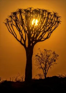 The Quivertree Forest Stock Photos