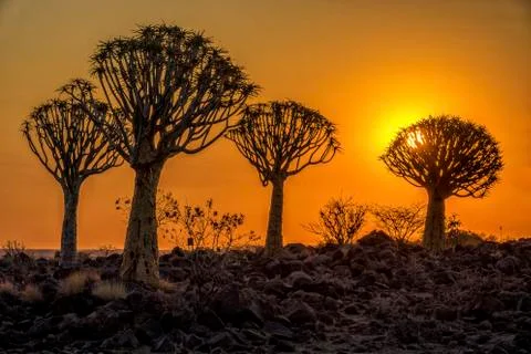 The Quivertree Forest Stock Photos