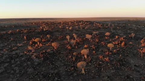 Quivertree Kookerboom forest during sunset in Southern Namibia close to Keetmans Stock Footage 103554135