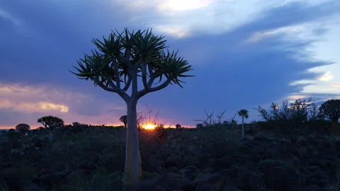 Quivertree at sunset, Namibia Stock Footage 334741609