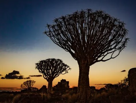 Quivertrees are unique to Namibia Foto stock