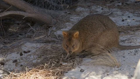 Quokka Chewing on some Grass Stock Footage 305523333