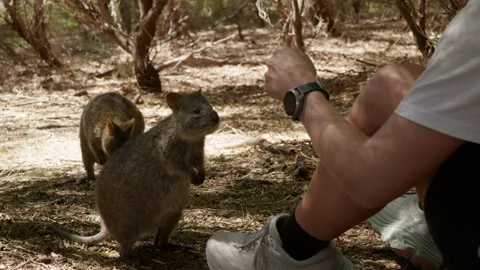 Quokka Getting close to someone Stock Footage 305523335