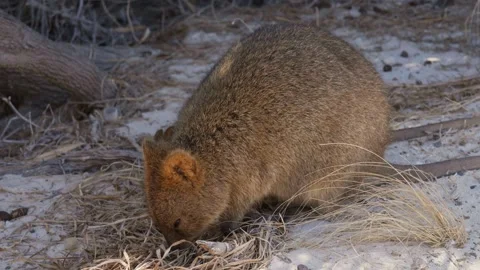 Quokkas Chewing on Grass in Slow Motion Stock Footage 305523342