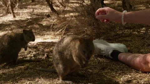 Quokkas Inspecting Human hand Stock Footage 305523337