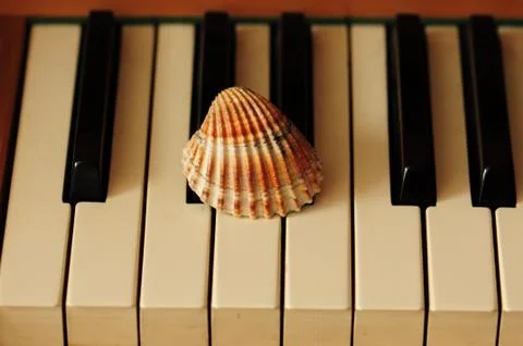 &amp;quot;Keyshell.&amp;quot; Stock Photos