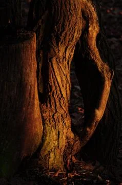 &amp;quot;T(h)ree trunk in t(h)ree.&amp;quot; Stock Photos
