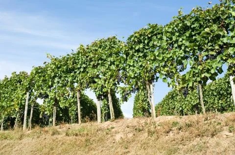 &amp;quot;Trollinger&amp;quot; Stock Photos