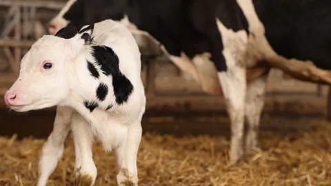 For Qurban 库存影片 276254558