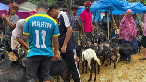 Qurbani Eid market herd of black Bengal goats for sale on Eid al adha street Stock Footage 346189629