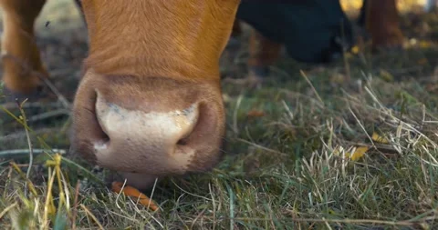 Qurious Cow. Cows On Field. Cows eating grass. Stock Footage 218439580