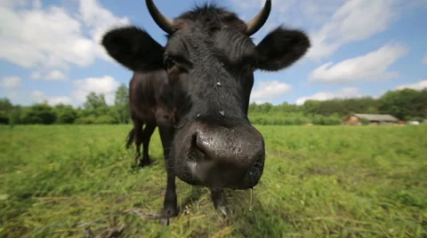 Qurious Cow in the Meadow Video stock 51795548