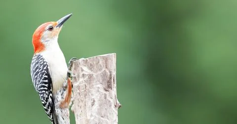 R-BWoodpecker2 Stock Photos