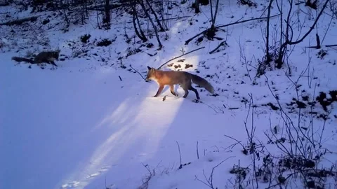 R foxes playing Stock Footage 302665014