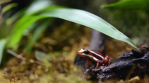 Ra-Equatorial-Tricolor Stockbeeldmateriaal 313007865