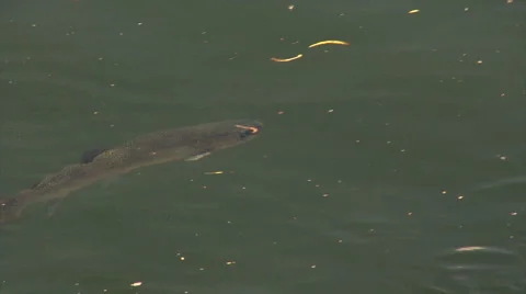 RA Fish 01h Video stock 42273604