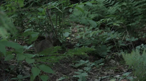 Rabbit 1 Stock Footage 22796093