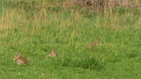 Rabbit 1 Rabbit 2 Oryctolagus cuniculus youngsters Video stock 148515918