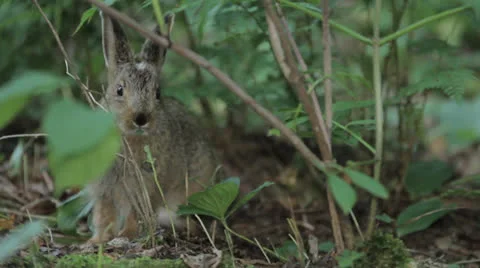 Rabbit 10 Stock Footage 22841766