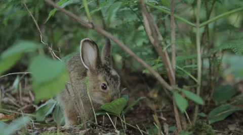Rabbit 11 Stock Footage 22842025