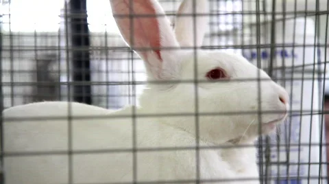 Rabbit 2 Stock Footage 758468