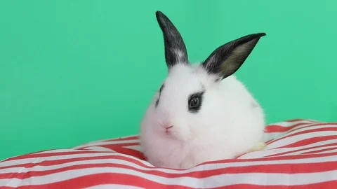 Rabbit 2019-01 스톡 동영상 106627863