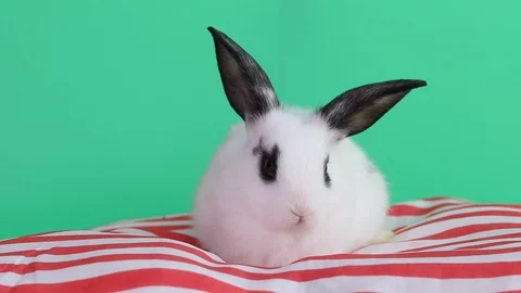 Rabbit 2019-03 스톡 동영상 106627617
