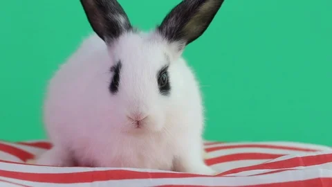 Rabbit 2019-04 스톡 동영상 106627311