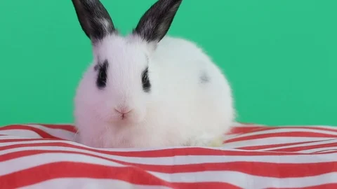 Rabbit 2019-05 스톡 동영상 106627619