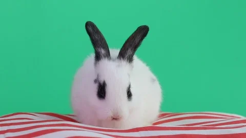Rabbit 2019-06 스톡 동영상 106627597