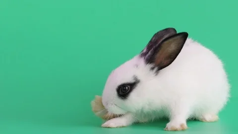 Rabbit 2019-07 스톡 동영상 106627742