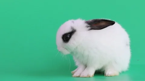 Rabbit 2019-08 스톡 동영상 106627455