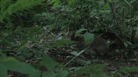 Rabbit 3 Stock Footage 22796802