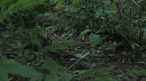 Rabbit 4 Stock Footage 22811247