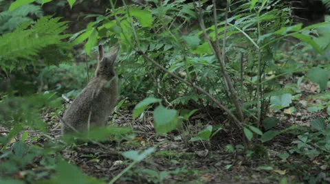 Rabbit 6 Stock Footage 22813913