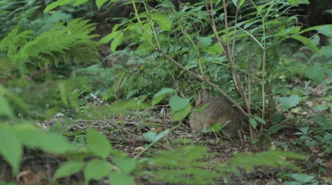 Rabbit 8 Stock Footage 22841529