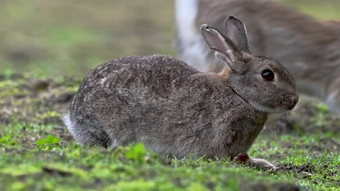 Rabbit alert in slowmotion Stock Footage 252636978