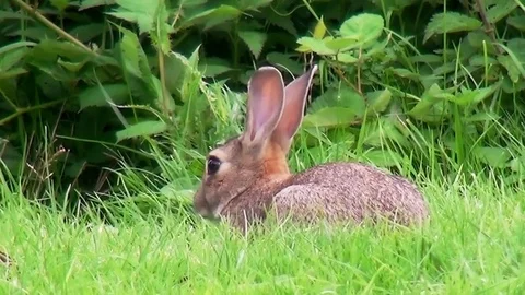 Rabbit allert for danger in the park Stock Footage 82901946