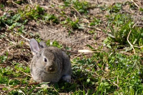 A rabbit amidst greenery Stock Photos