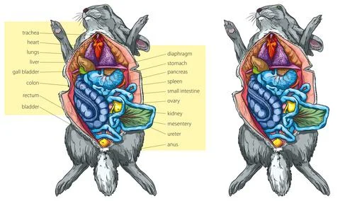 Rabbit anatomy Stock Illustration