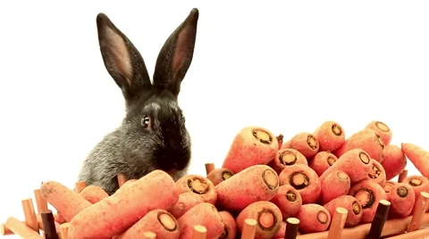 Rabbit and carrots on white background Video stock 54548615