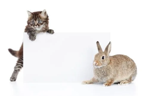 Rabbit and cat Stock Photos