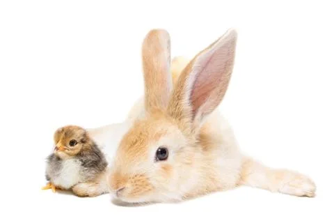 Rabbit and chicken Stock Photos