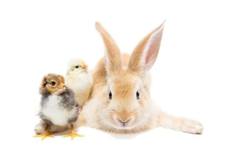 Rabbit and chicken Stock Photos