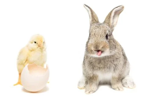 Rabbit and chicken Stock Photos