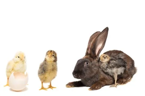 Rabbit and chicken Stock Photos